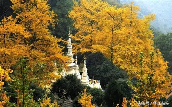 乐山最美银杏打卡地,中国最美十大银杏观赏地