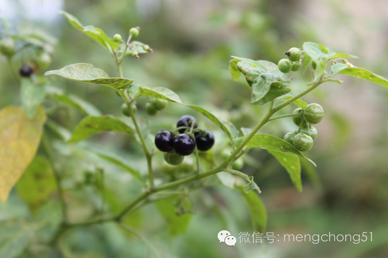 对猫咪有毒的植物有哪些？猫咪误食毒性植物怎么办？