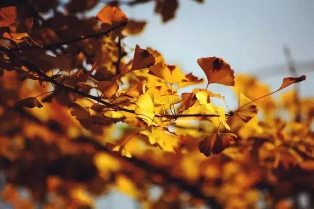 成都寺庙看银杏最美的地方,成都市最美银杏树在什么位置