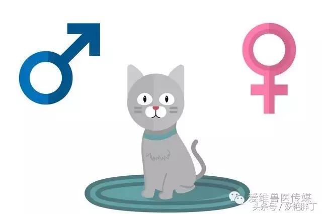 怎么分辨幼猫是公还是母,怎么分辨幼猫是母的还是公的