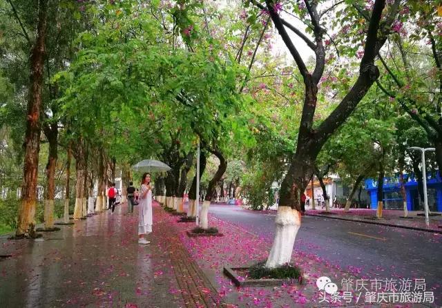 西大下了一场雨，美翻了整个肇庆！