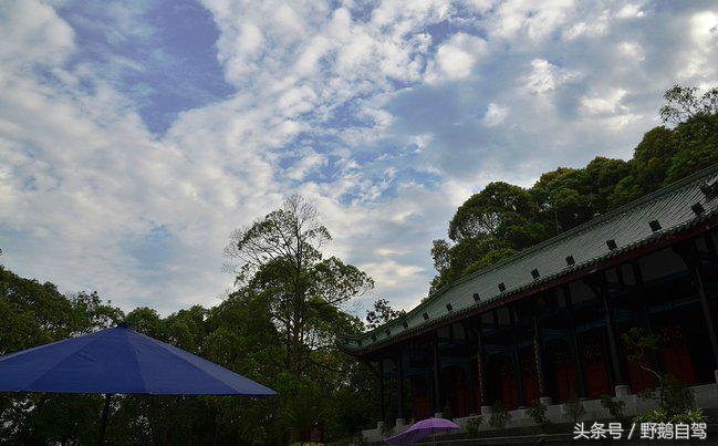 新疆野鹅自驾游视频,野鹅圣诞节自驾游