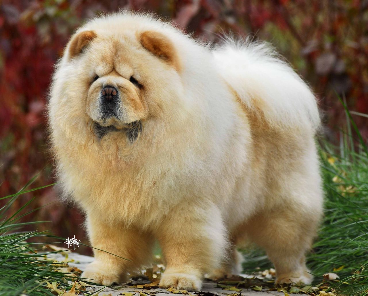 从来不跟狗打交道的星座,狗跟星座的关系