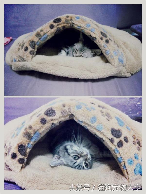 猫猫脾气不好怎么改善,猫猫脾气不好怎么办