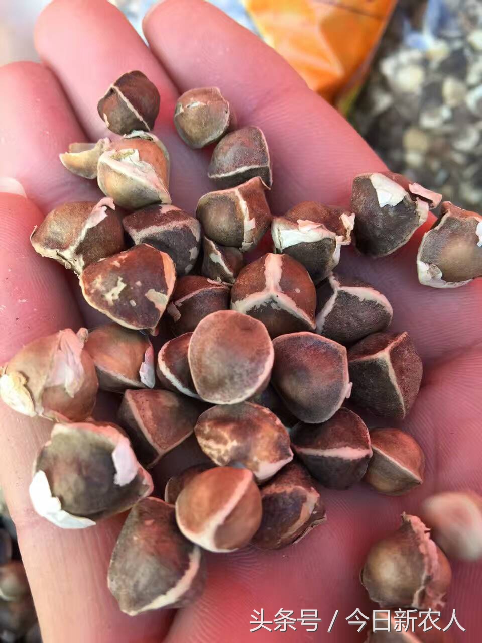 乡村种植农产品有哪些,50亩农田怎么种植多种农产品