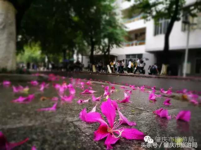 西大下了一场雨,美翻了整个肇庆!