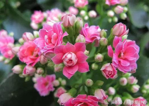 平常的日子送什么花比较好,夏秋季节送什么花合适呢