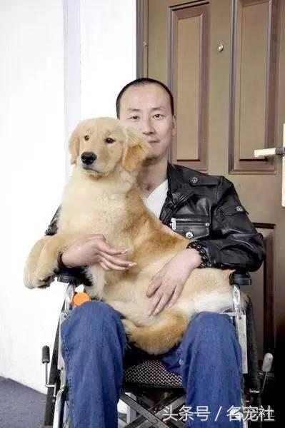 国内知名金毛犬舍有哪些品牌,有哪些犬舍主卖纯种金毛幼犬