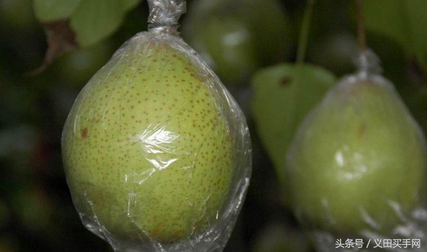 中国地理标志大会视频,国家地理标志产品官方采访