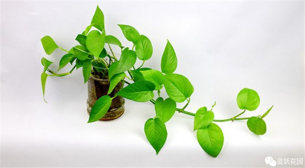 可以净化空气的室内盆栽植物,什么植物净化空气能力最强室内