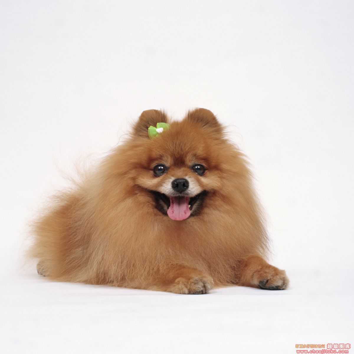 瀹犵墿鐙楃殑鍠傚吇鐭ヨ瘑,瀹犵墿鐙楃殑鍠傚吇鐭ヨ瘑澶у叏