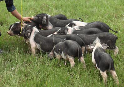 宁乡花猪线上认养i牧牧让你品生态年猪