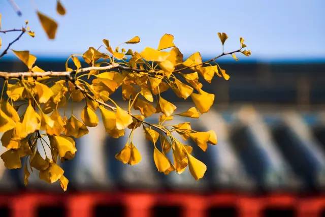 山东烟台龙口南山风景区攻略,烟台南山龙口游记