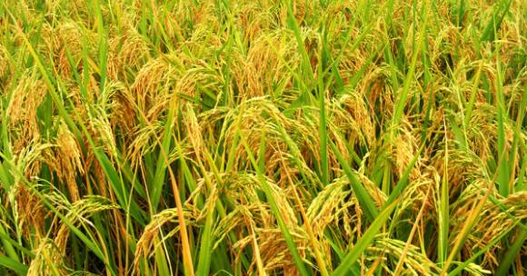 「头条」大咖在三亚实地走访、体验、调研的七条路线，都在这了！