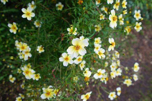 索尼fe70-2002.8,索尼fe35mmf2.8价格