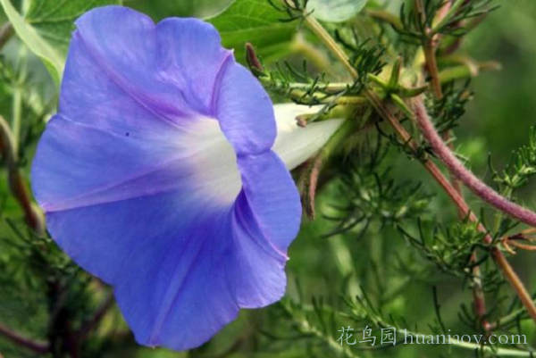 春天田间地头常见的小野花,乡间真正的小野花