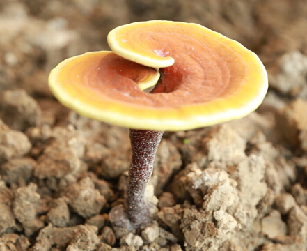 东方本草精华液,东方本草呵护肌肤