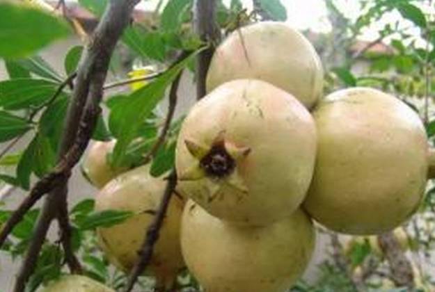 怀远石榴口感酸,怀远哪种石榴好吃