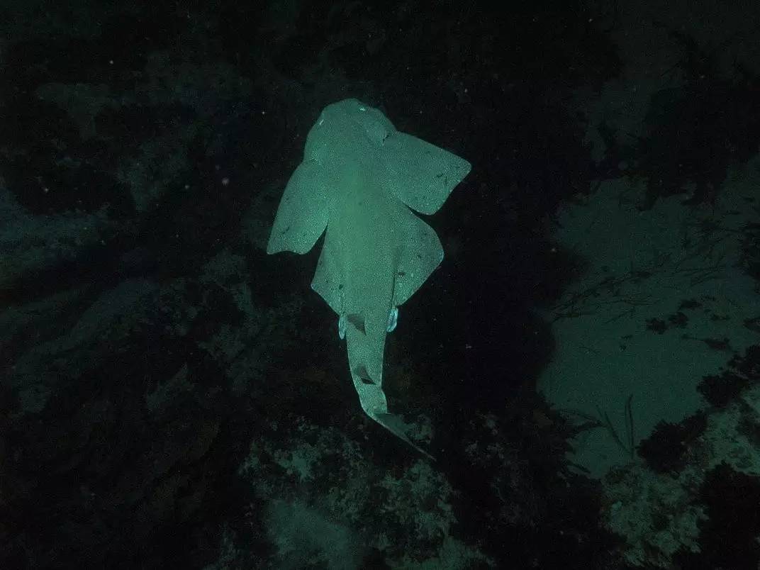 海妖恐怖故事,关于海怪的恐怖传说