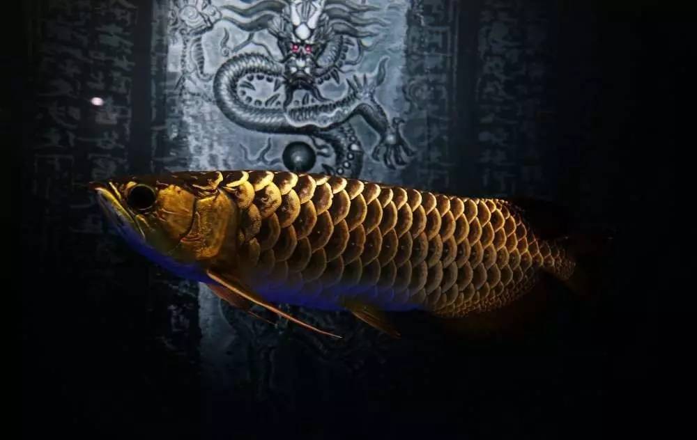 我爱龙鱼，为之疯狂