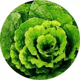 冬天爱上火的体质吃什么能改善,冬天体内湿气太重容易上火怎么办