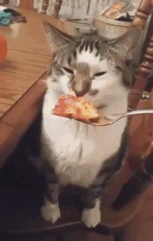 纸坊一饭店私售潲水被罚款2000元｜香烟突然爆炸，男子被震成……