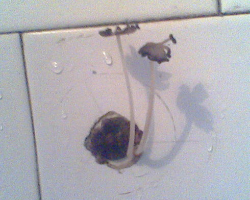 卫生间门口墙面潮湿防水怎么处理,卫生间潮湿长出蘑菇来了怎么办