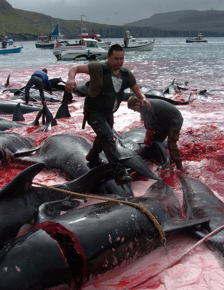 冷冻活鱼是不是太残忍,日本溜冰场冻活鱼