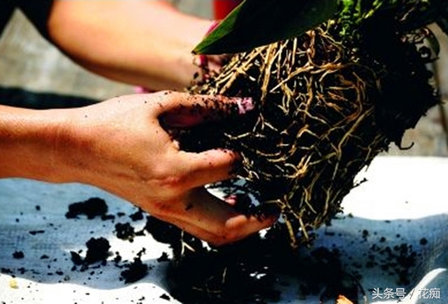 土培绿萝转水培正确方法,绿萝土培转水培的正确方法