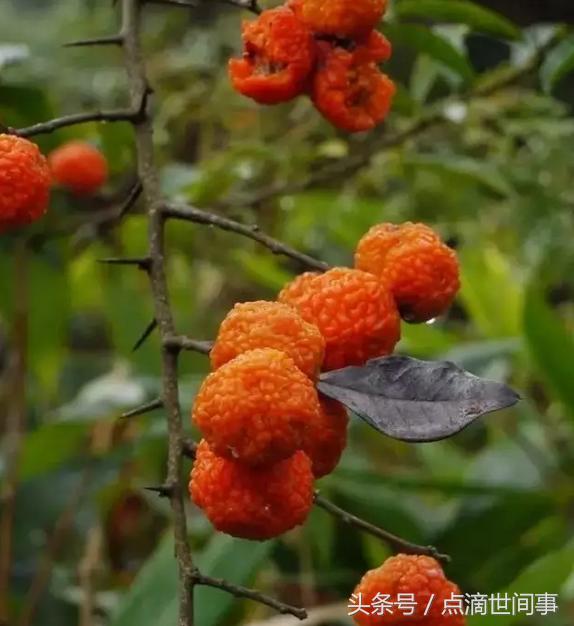 生长在山野的“山荔枝”俗称“黄鸡卵”，它的药用功效还真不少