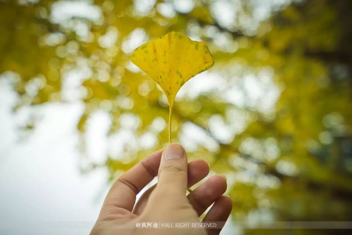今年最后银杏金秋，现在出发还来得及！
