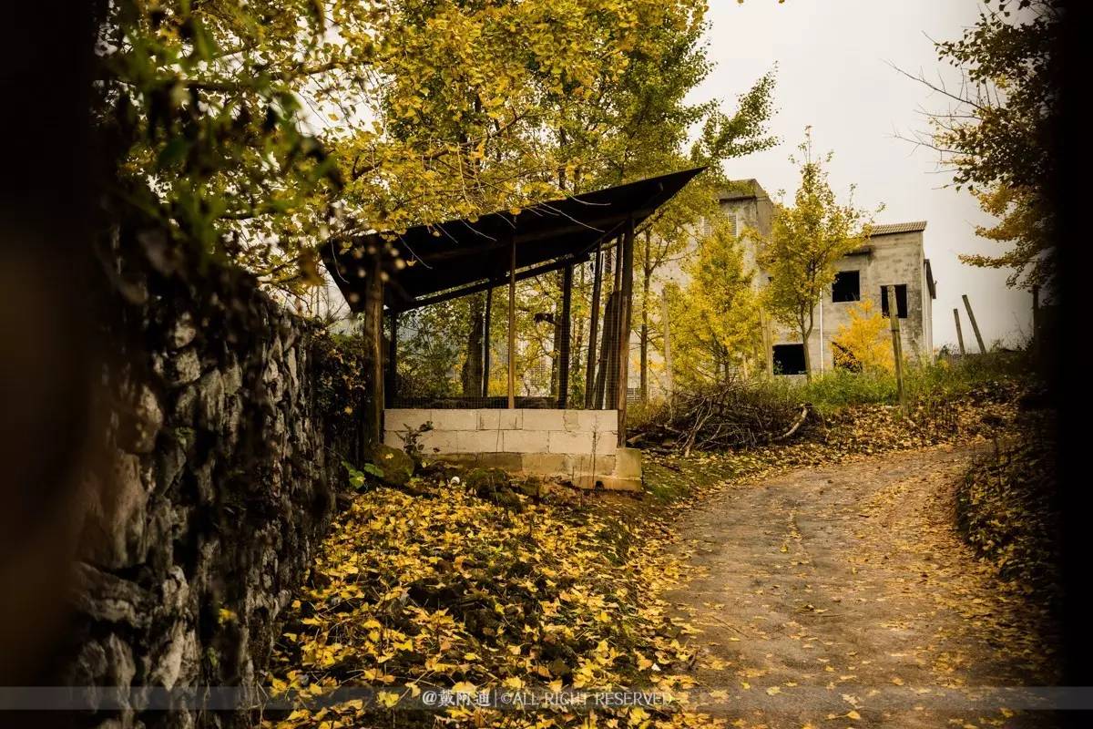 今年最后银杏金秋，现在出发还来得及！