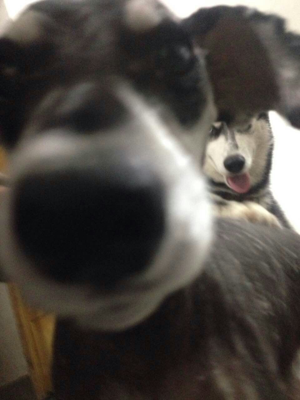 终于知道为什么不喜欢养狗了,为什么很喜欢狗狗又不敢养