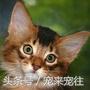 可爱的猫咪视频小奶猫,猫咪大全及名字