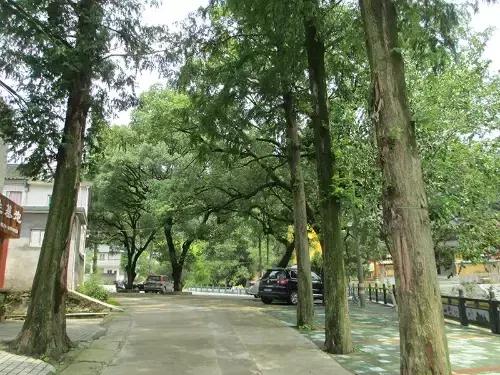 宁波大自然美轮美奂的风景,宁波最美森林