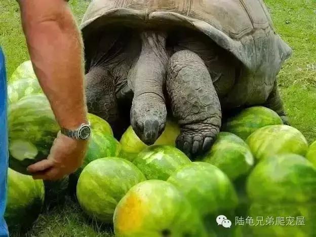 亚达饲养方法及注意事项,如何才可以在中国饲养亚达伯拉