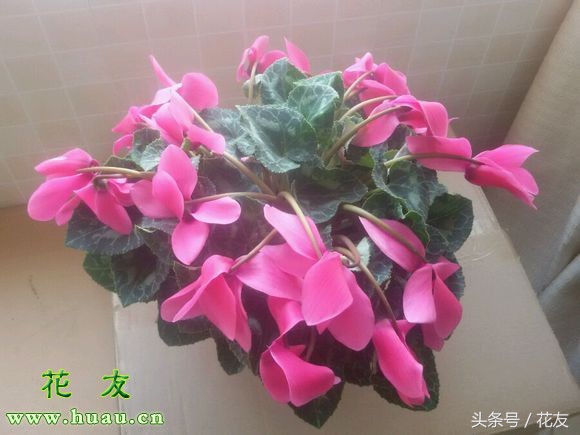 花蔫了怎么办三角梅,花蔫了怎么回事