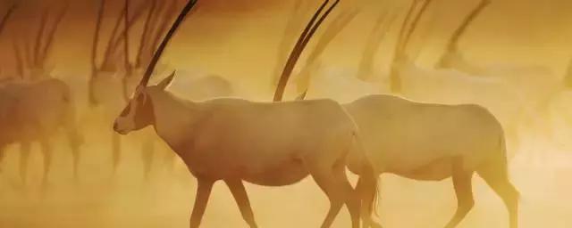 阿联酋迪拜哈姆丹国际摄影大赛,巴塞罗那最佳摄影点