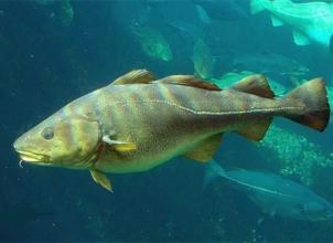 鳕鱼的宝宝餐做法,鳕鱼宝宝餐