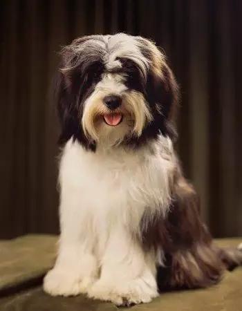 中国国犬那么多为啥只有土狗火了,纯种真正的土狗是什么样的