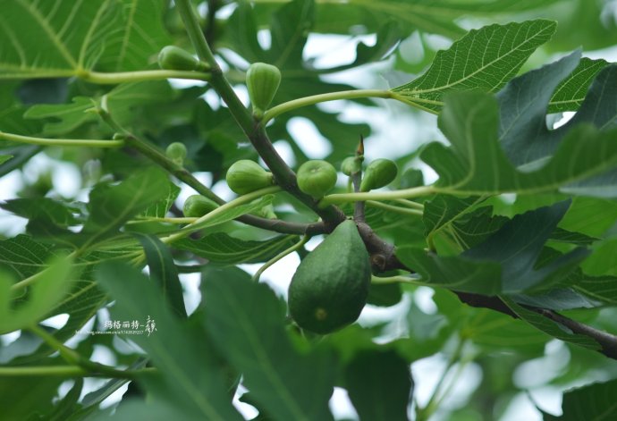 最漂亮的无花果树,高清无花果美图