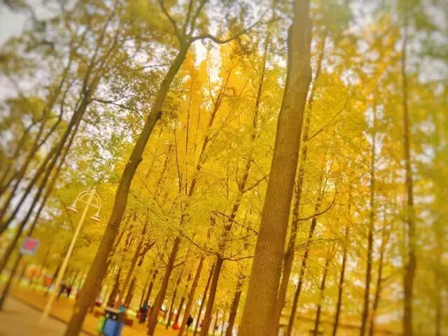 全国十大最美银杏大学,全国最美银杏大学