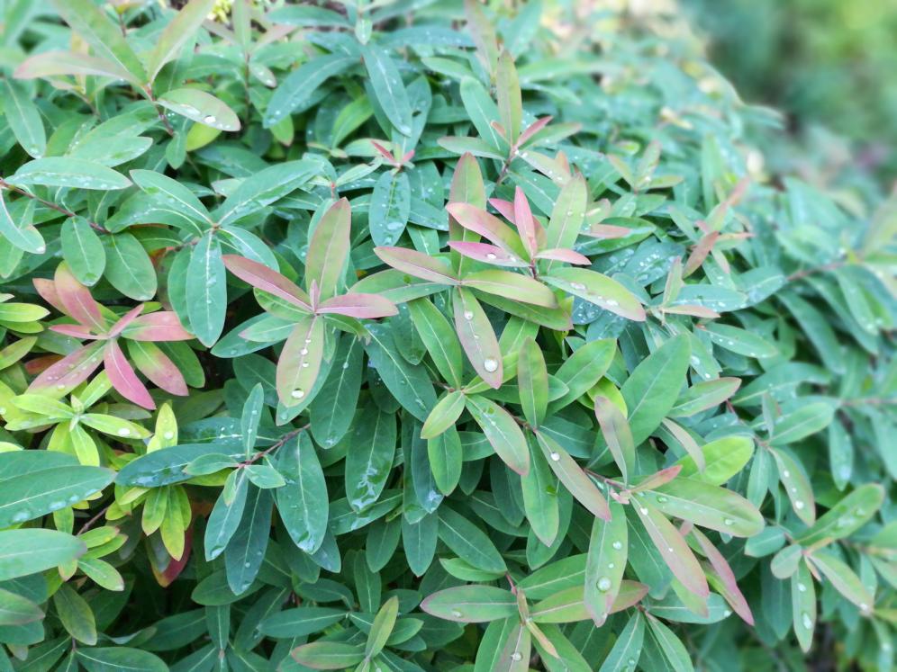 荣耀畅玩6x值得购买吗,荣耀畅玩6x开箱图赏