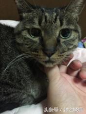 贴心小棉袄屋米的故事（2）——我不承认我无脑过