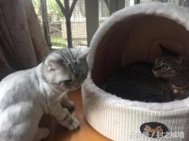 贴心小棉袄屋米的故事（2）——我不承认我无脑过