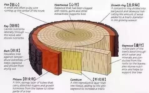 14种常见家具木材选购指南,家具木材知识大全连载篇三