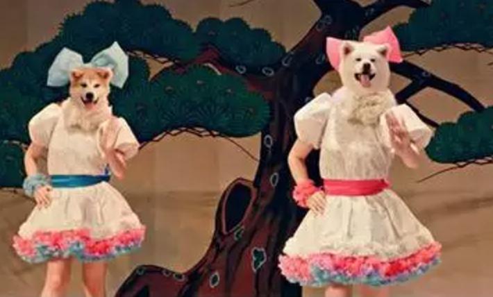 “中国土狗”比“日本土狗”差在哪里？