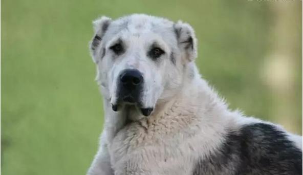 中国国犬那么多为啥只有土狗火了,纯种真正的土狗是什么样的