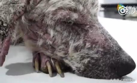 可怜狗狗被救活,可怜的狗狗死了