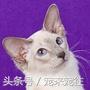 可爱的猫咪视频小奶猫,猫咪大全及名字